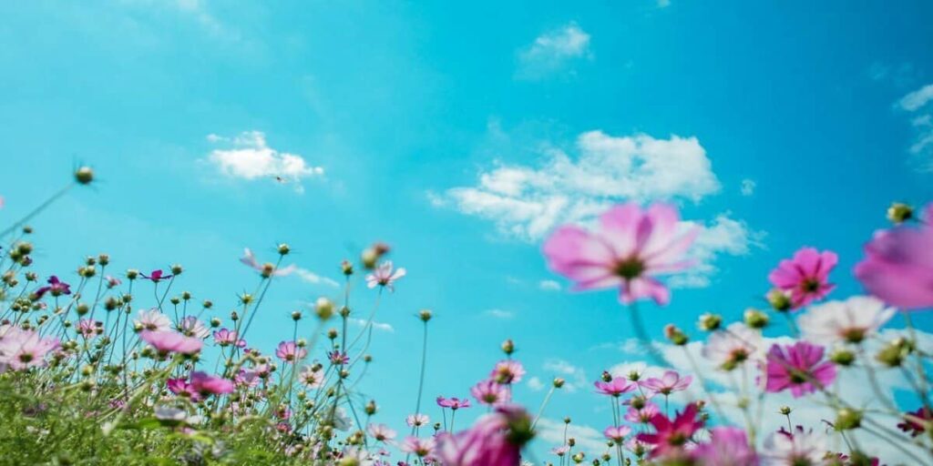 Pink and white cosmos flowers in bloom under a bright blue spring sky